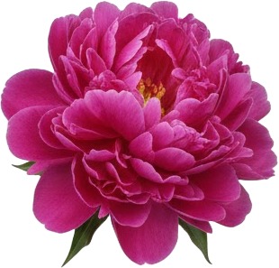 a pink peia flower on a white background.jpg